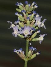 Lavandula angustifolia: Lavender flower cluster