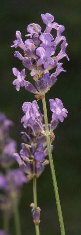 Lavandula angustifolia: Lavender inflorescence