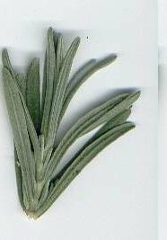 Lavandula angustifolia: Lavender leaves