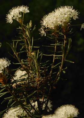Ledum palustre: Wild rosemary plants