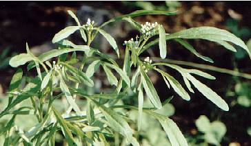 Lepidium sativum: Gartenkresse (blühende Pflanze)