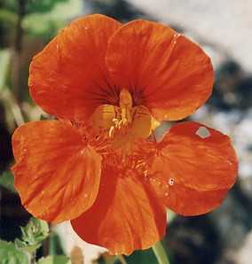 Tropaeolum majus: Kapuzinerkresse-Blüte