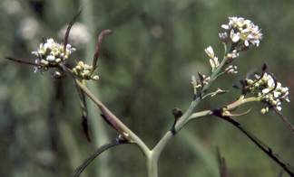 Lepidium sativum: Kressenblüte