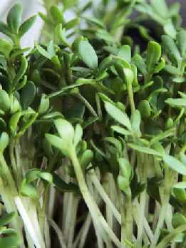Lepidium sativum: Junge Sämlinge der Gartenkresse