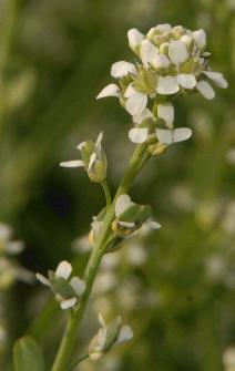 Lepidium sativum: Kresse-Blüte
