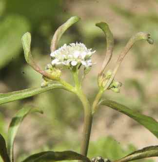 Lepidium sativum: Gartenkresse in Nepal (chamsur)