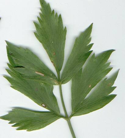 Levisticum officinale: Lovage leaf