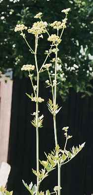 Levisticum officinale: Blühende Liebstöckelpflanze