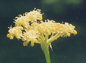 Levisticum officinale: Lovage flower cluster