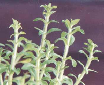 Limnophila aromatica: Reisfeldpflanze