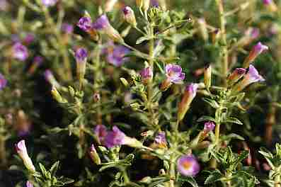Limnophila aromatica: Rice paddy herb flowers