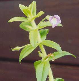 Limnophila aromatica: Rau om flower
