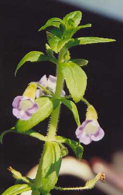 Limnophila aromatica: Blüten von rau om