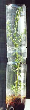 Limnophila aromatica: Rau om greenhouse