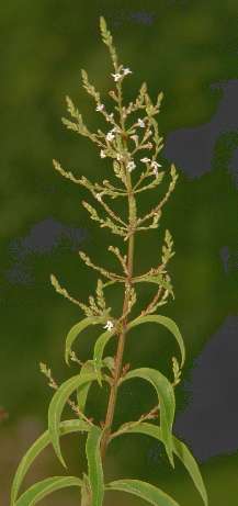 Lippia citriodora: Flowering branch of lemon verbena