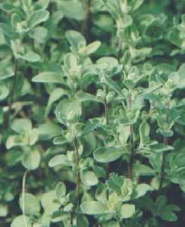 Majorana hortensis: Majoranpflanze