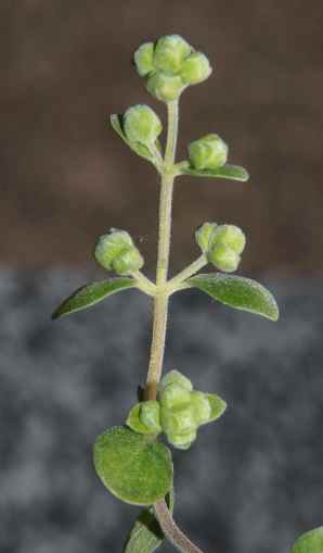 Majorana hortensis: German marjoram twig