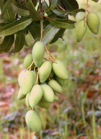 Mangifera indica: Mango fruits