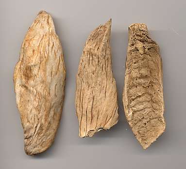 Mangifera indica: Dried amchoor