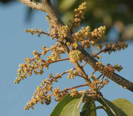 Mangifera indica: Mango inflorescence
