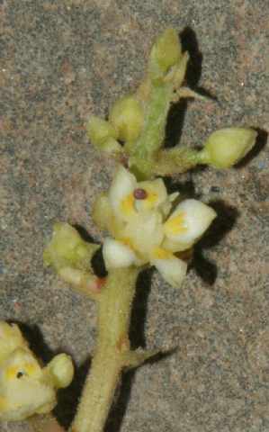 Mangifera indica: Mango flower