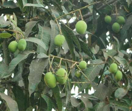 Mangifera indica: Young Mango Fruits