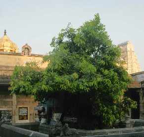 Mangifera indica: Heiliger Mangobaum in Kanchipuram