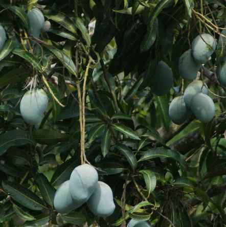 Mangifera indica: Blue Mango / Kumali (Kumily)