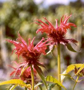 Monarda didyma: Bergamot (bee balm) flowers