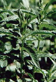 Mentha spicata: Moroccan grren mint (sterile plant)