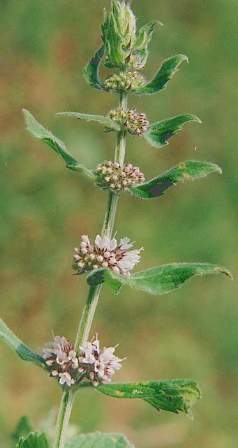 Mentha arvensis var. piperascens: Japanese field mint
