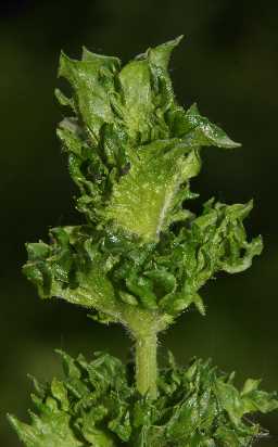 Mentha spicata var. crispa: Crispate mint