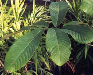 Monodora myristica: Caribbean nutmeg leaf