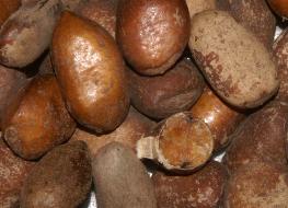 Monodora myristica: Calabash nutmeg seeds