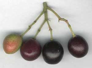 Murraya koenigii: Früchte des Currybaums