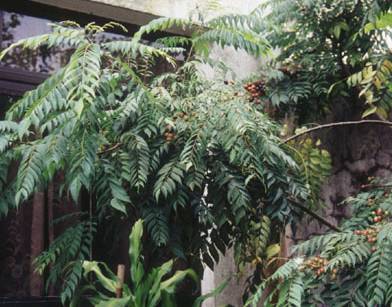 Murraya koenigii: Curryblaetter-Baum (Macau)
