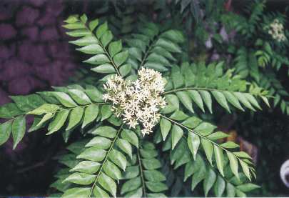 Murraya koenigii: Currybaum (Blüte)