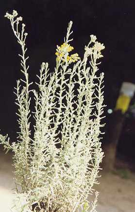 Helichrysum italicum: Curry herb