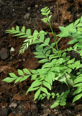 Murraya koenigii: Young curry tree