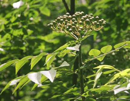 Murraya koenigii: Currybaum mit unreifen Früchten