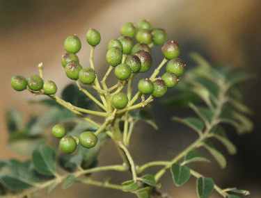 Murraya koenigii: Curry tree branch with fruits close to ripeness