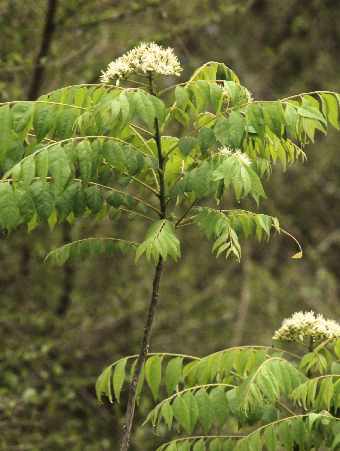 Murraya koenigii: Flowering wild curry tree (Nepal)