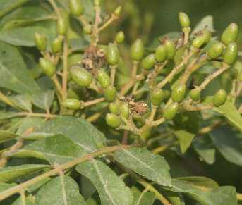 Murraya koenigii: Wilder Currystrauch (Asare) mit Fruchtstand, Nepal