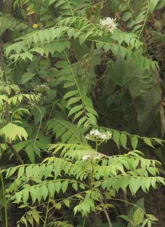 Murraya koenigii: Curry trees (asare) with flowers, growing wild in Nepal