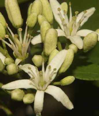 Murraya koenigii: Curry flowers