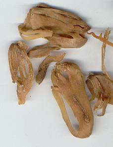 Myristica fragrans: Dried mace