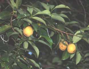 Myristica fragrans: Nutmegs on a tree