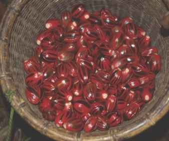 Myristica fragrans: A basket of Nutmegs