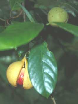 Myristica fragrans: Reife Muskatfrucht