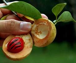 Myristica fragrans: Muskatfrucht